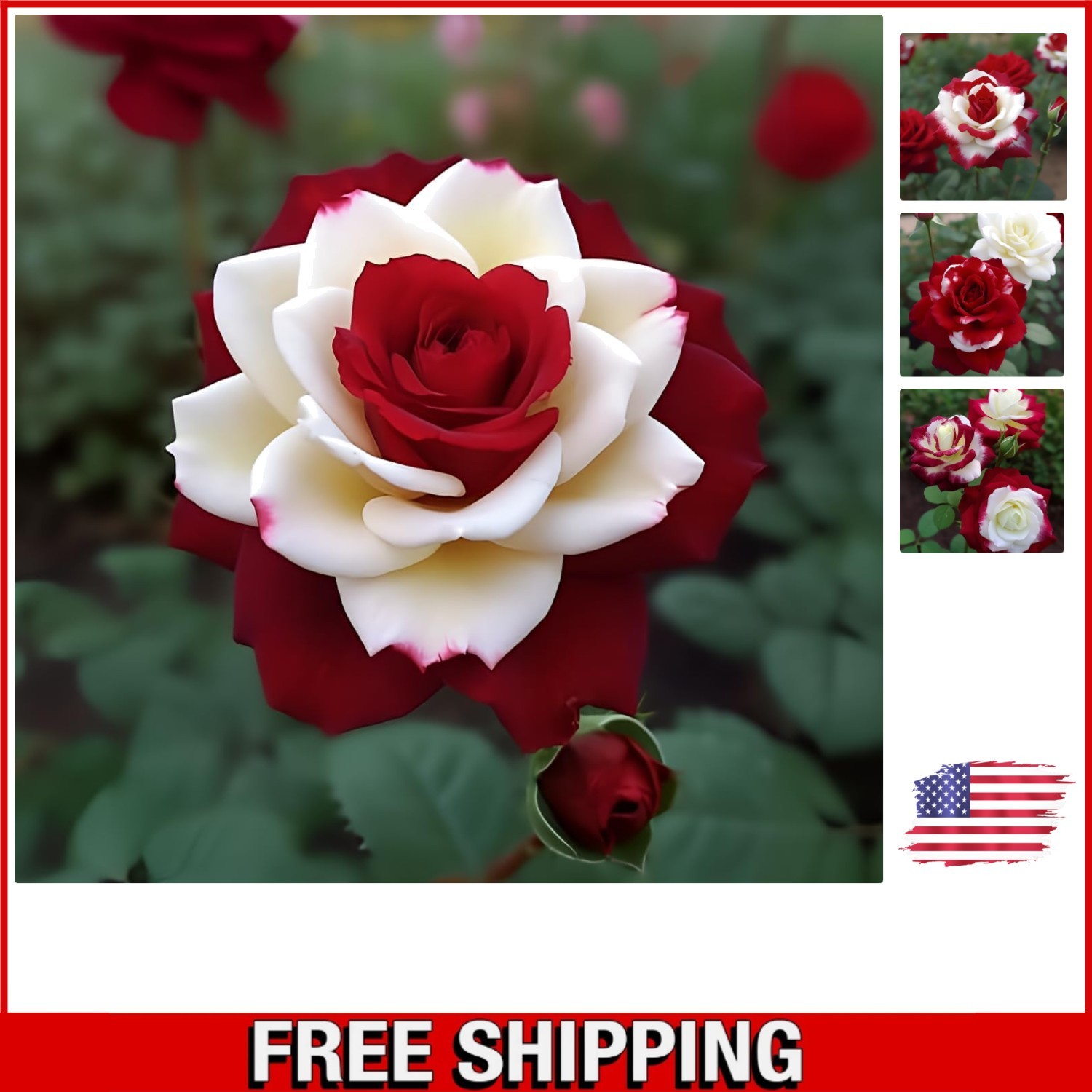 Captivating 20pcs Twin Red White Rose Seeds – Easy Grow for Stunning Gardens
