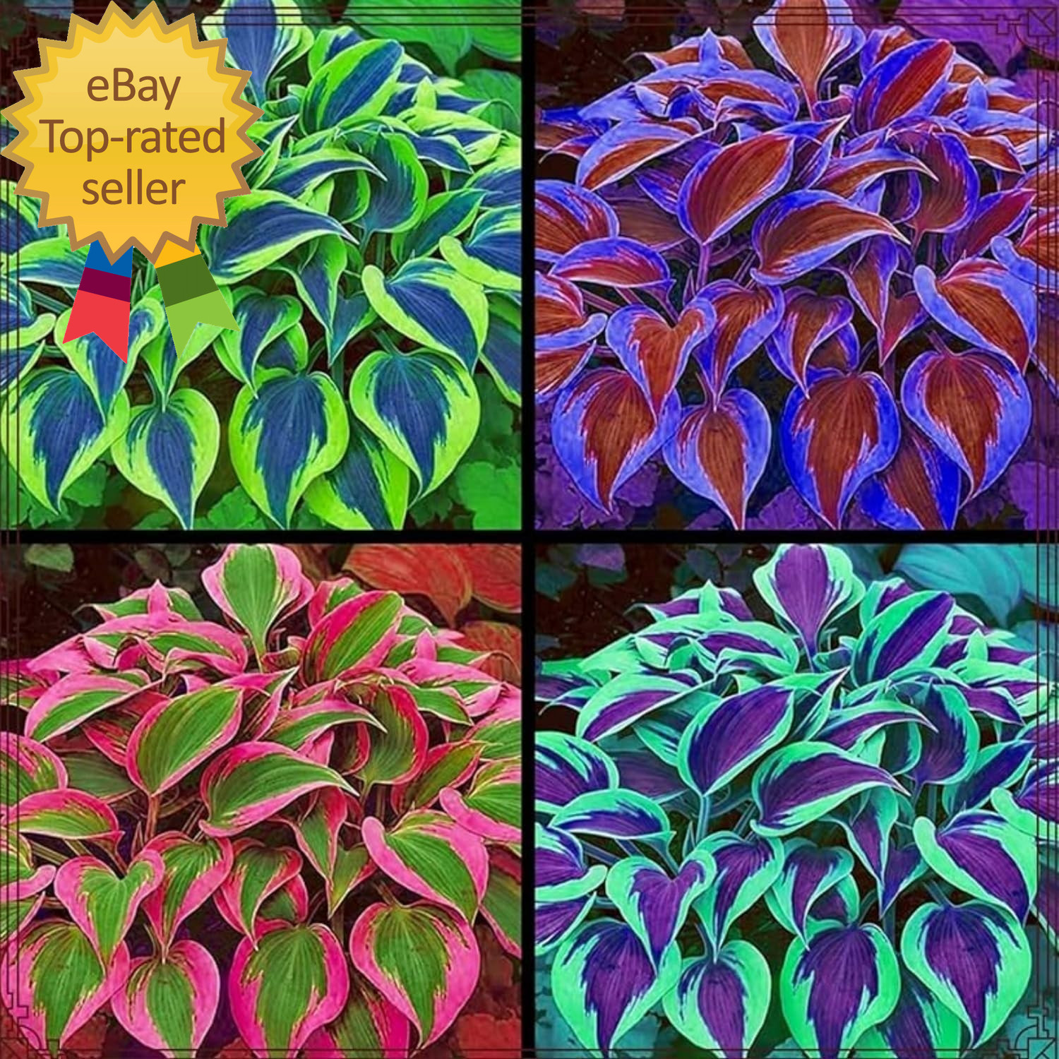 185+Mixed Color Hosta Seeds for Planting Outdoors Shade/Cold Tolerant Perennials