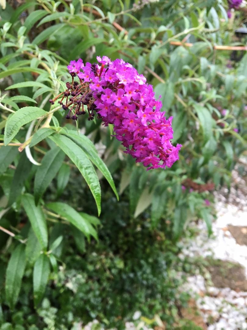 #50 Special Listing For 7 Different Kinds Of Butterfly Bush Seeds