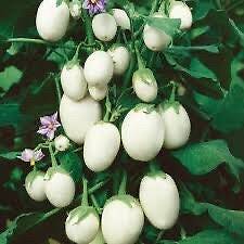 20 Japanese white sweet eggplant vegetable plant seeds flowers rare colorful fa