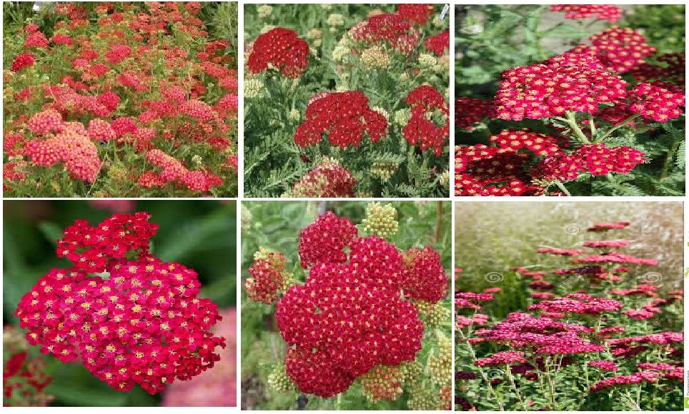 LOTS OF VARIETY OF 8 DIFFERENT KINDS OF FLOWER SEEDS GREAT DEAL! #25 USA Seller