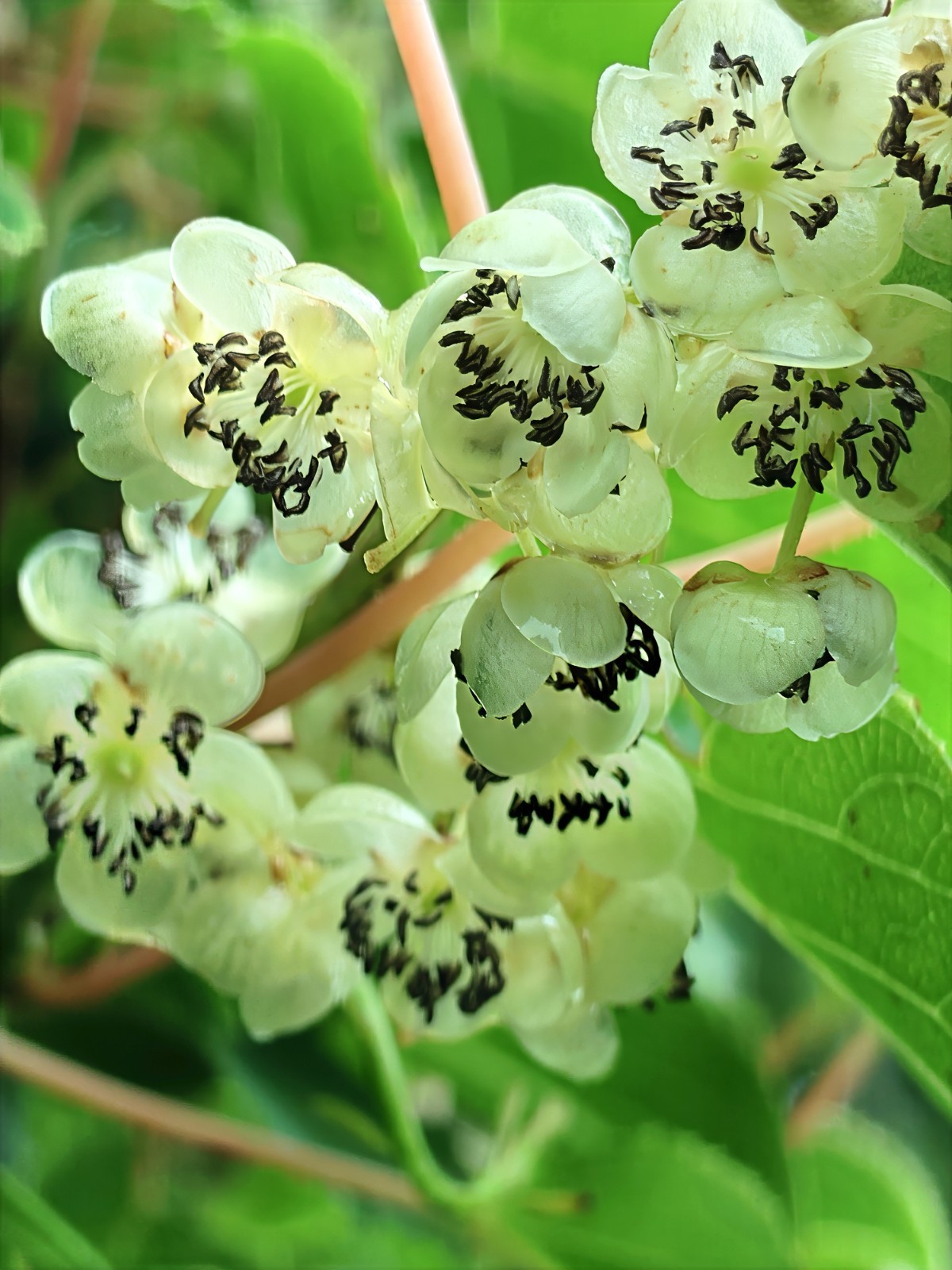 Issai Kiwi Seeds Arctic Grape Berry Superfruit Garden Plant Cold Hardy Fast Vine