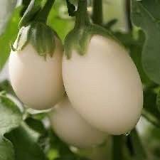 20 Japanese white sweet eggplant vegetable plant seeds flowers rare colorful fa