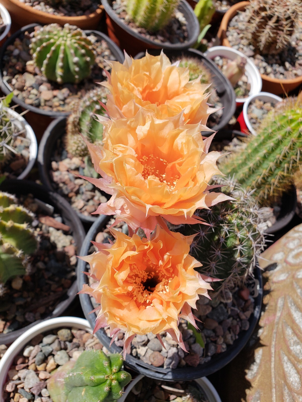 *2026 HARVEST* Echinopsis ‘Orange Cups’ Open Pollinated 50x Seeds