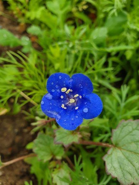 Phacelia campanularia | California Bluebells | 50 Seeds