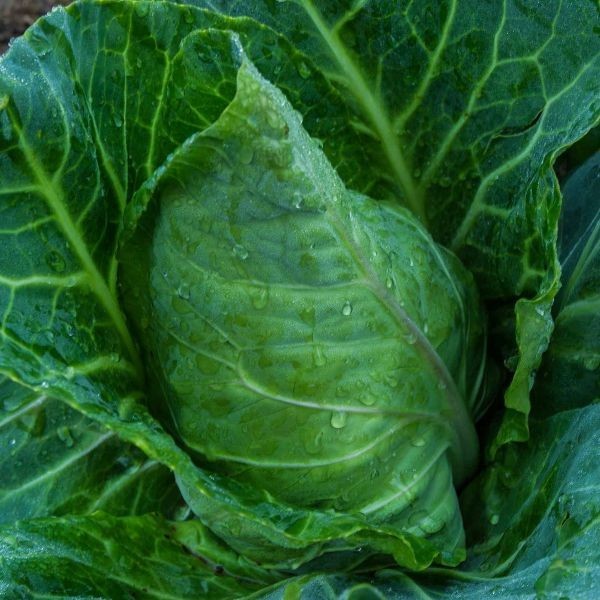 Champion Collard Seeds 200+ Seeds NON-GMO–BUY 4 ITEMS FREE SHIPPING