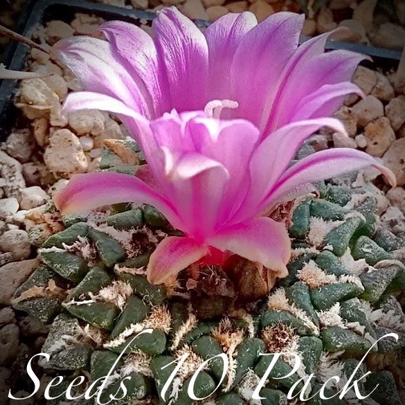 (10) Pack RARE SEEDS Ariocarpus Kotchoubeyanus V, Macdowellii US SELLER
