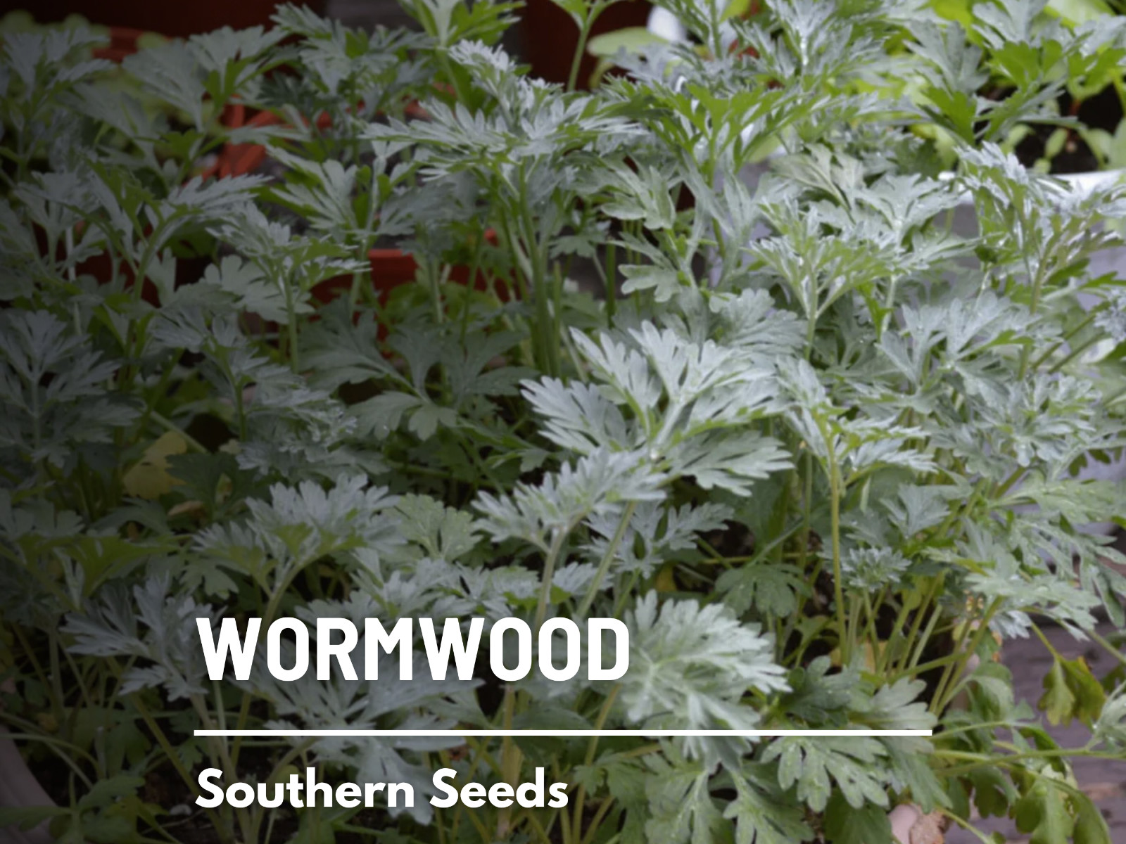 Wormwood (Artemisia Absinthium) – Medicinal Herb – Repellent – 200 seeds