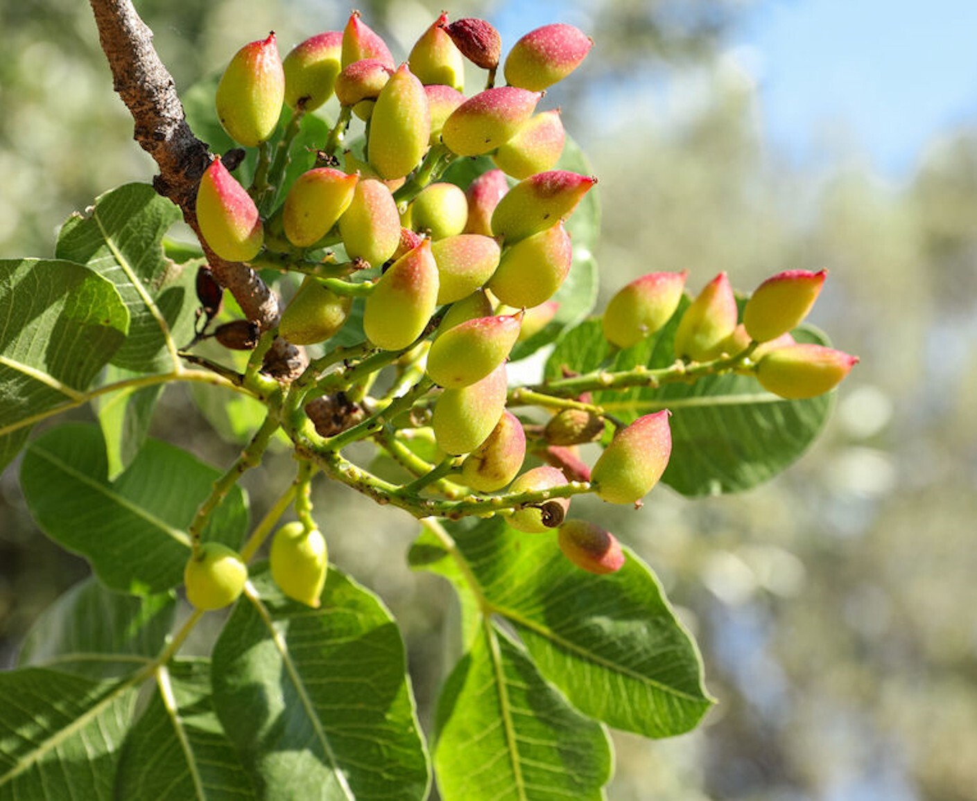 Ornamental Pistachio- 10 Seeds – good choice for lawn, shade or patio tree