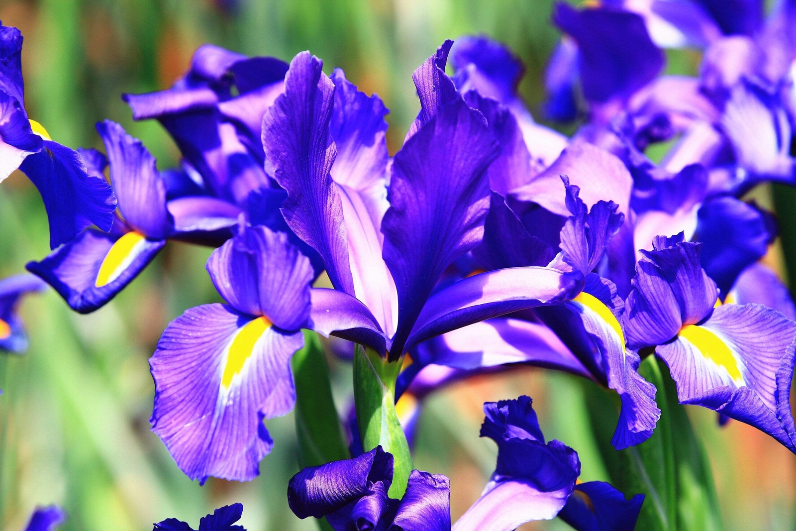 25 BLUE FLAG IRIS Versicolor Fragrant Native Purple Yellow White Flower Seeds