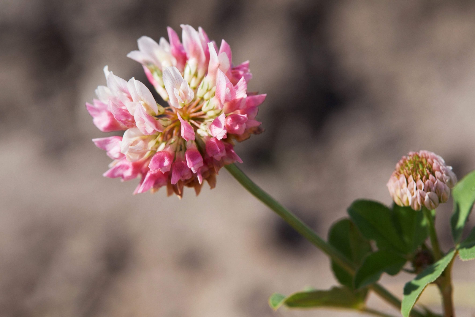 1500 ALSIKE CLOVER Trifolium Hybridum Pink & White Flower Legume Seeds *FlatShip