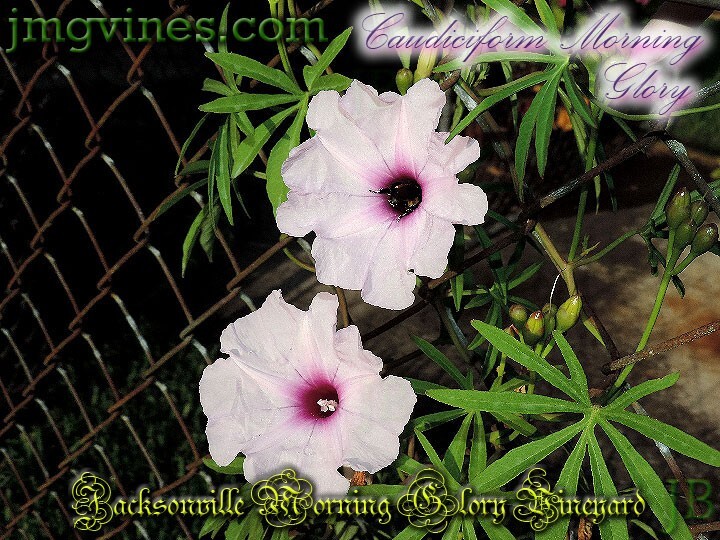 Caudiciform Morning Glory Ipomoea Platensis Evening Glory 5 Seeds