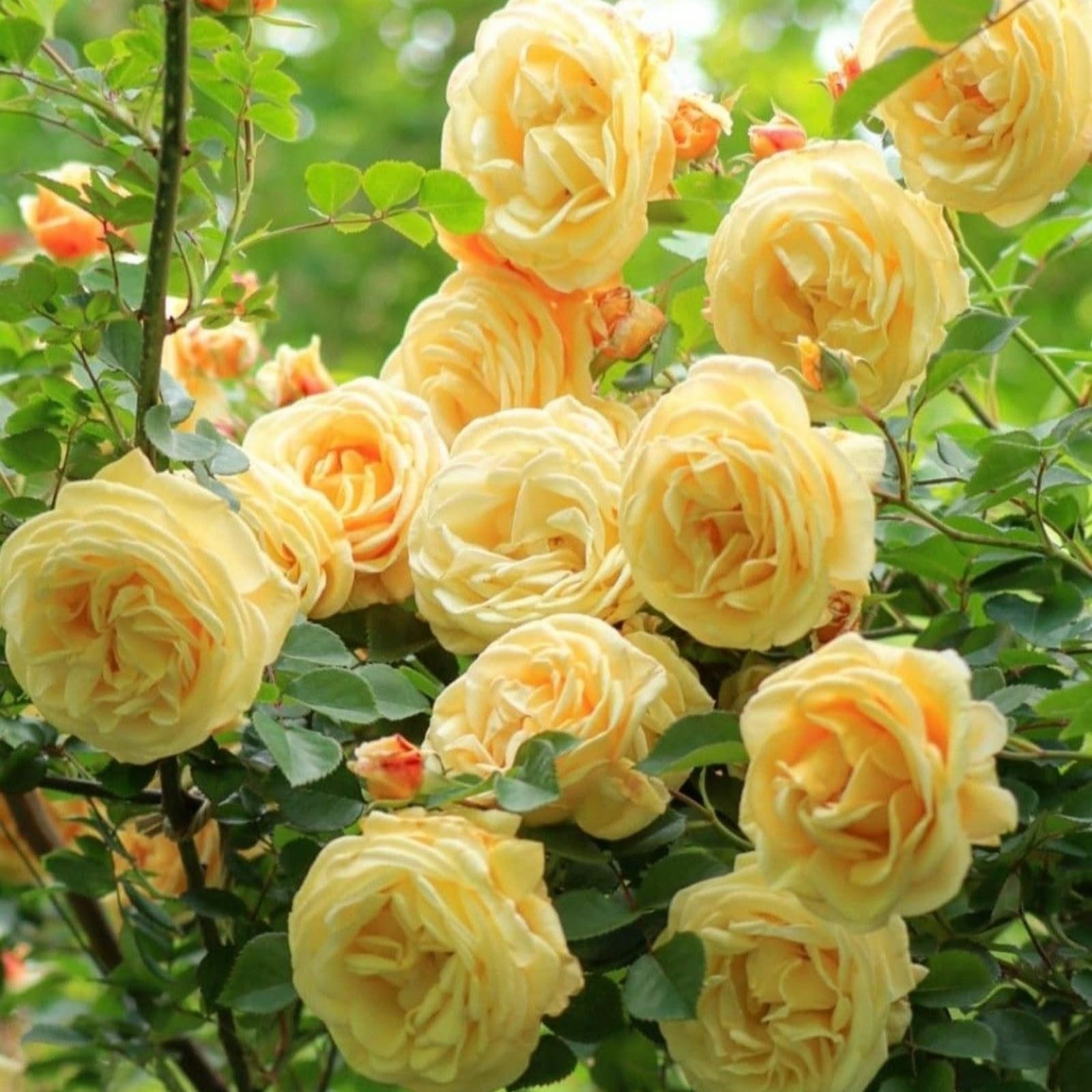 300+Mixed Climbing Rose Rosa Seeds for Planting Outdoors -Heirloom Garden Vine H