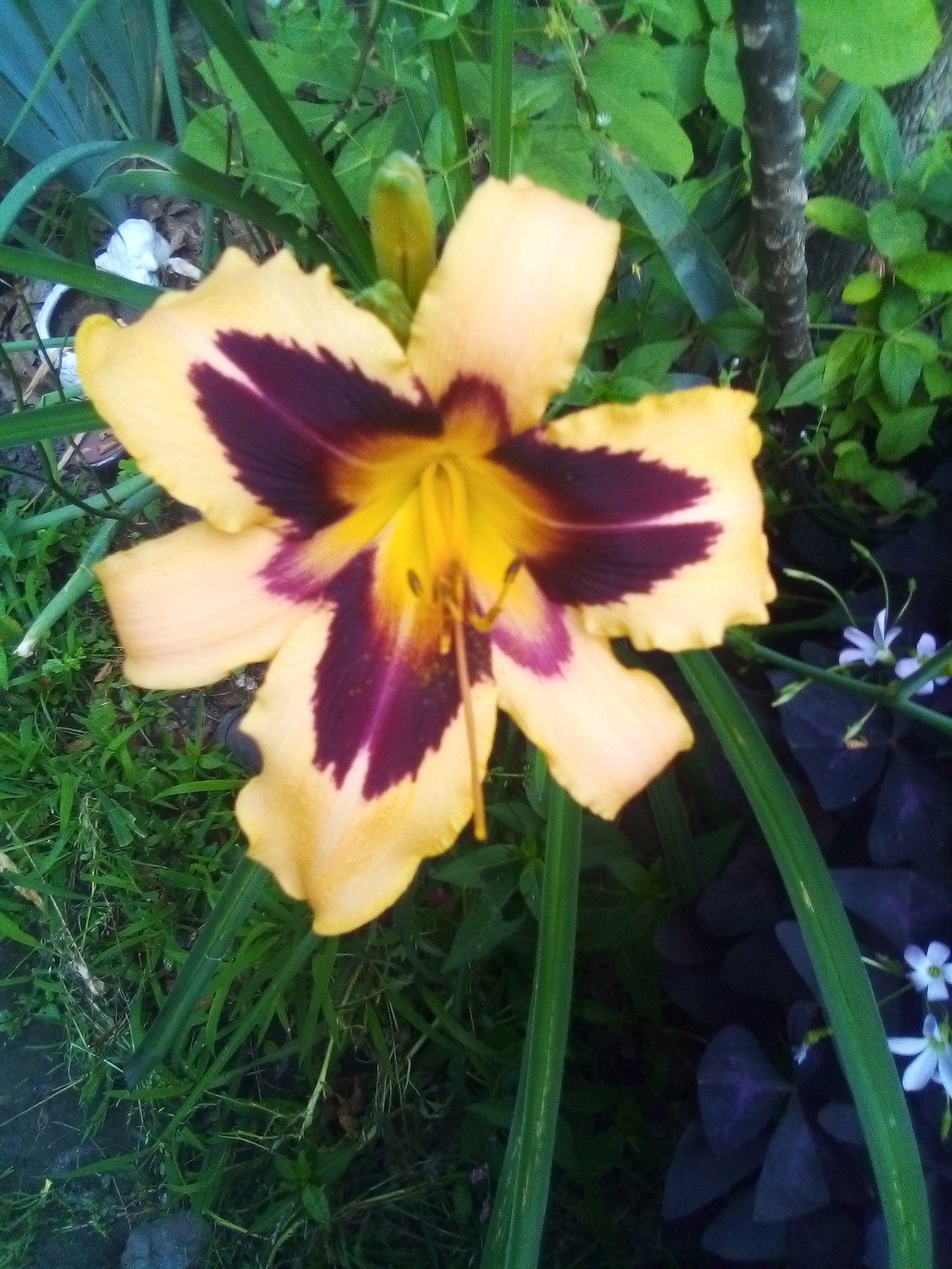 Daylily seeds ALL Kinds All Colors Perennial 35 plus seeds