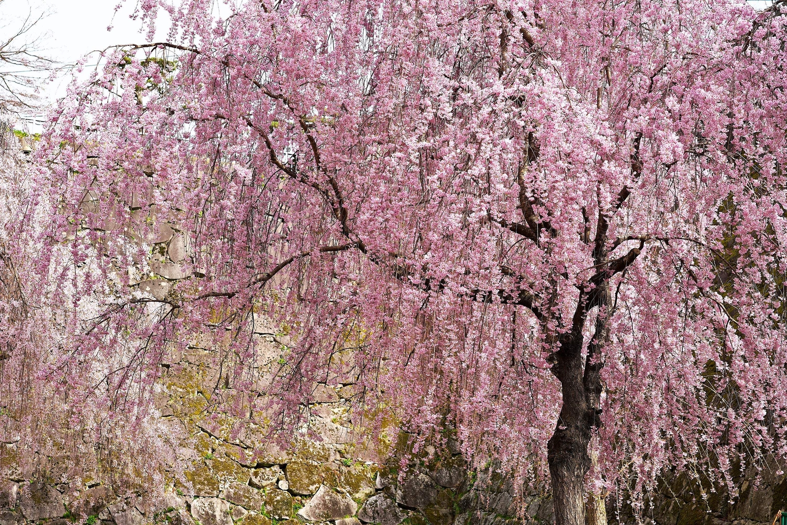 10 WEEPING HIGAN CHERRY Tree Japanese Prunus Subhirtella Pendula PinkFlower Seed