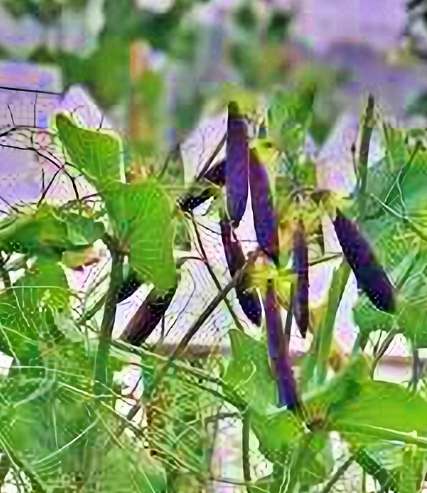 Purple Magnolia, Snap Peas
