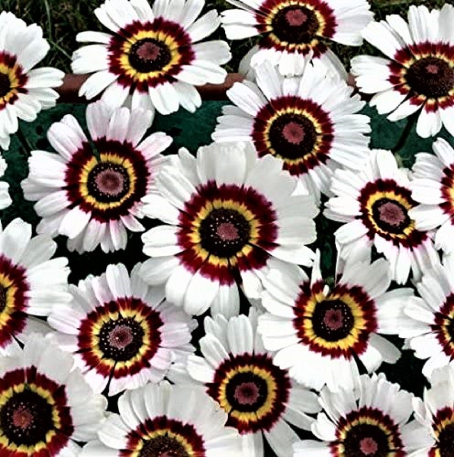 BEAUTIFUL Painted Daisy Seeds 100+ Seeds BUY 4 GET FREE SHIPPING