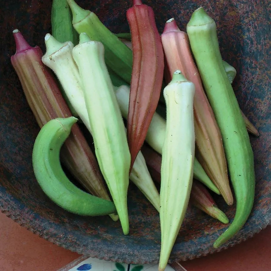 100+ Rainbow Fiesta Okra Seeds —————— NON GMO — HEIRLOOM — FRESH