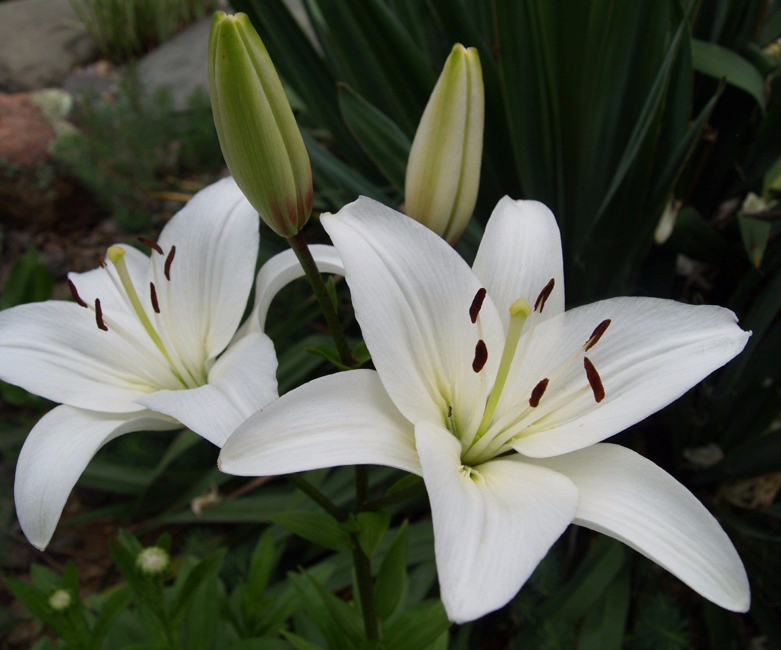 (3) Attractive Deep Red Lily Beautiful New Flower Bulbs, Perennial Check Store