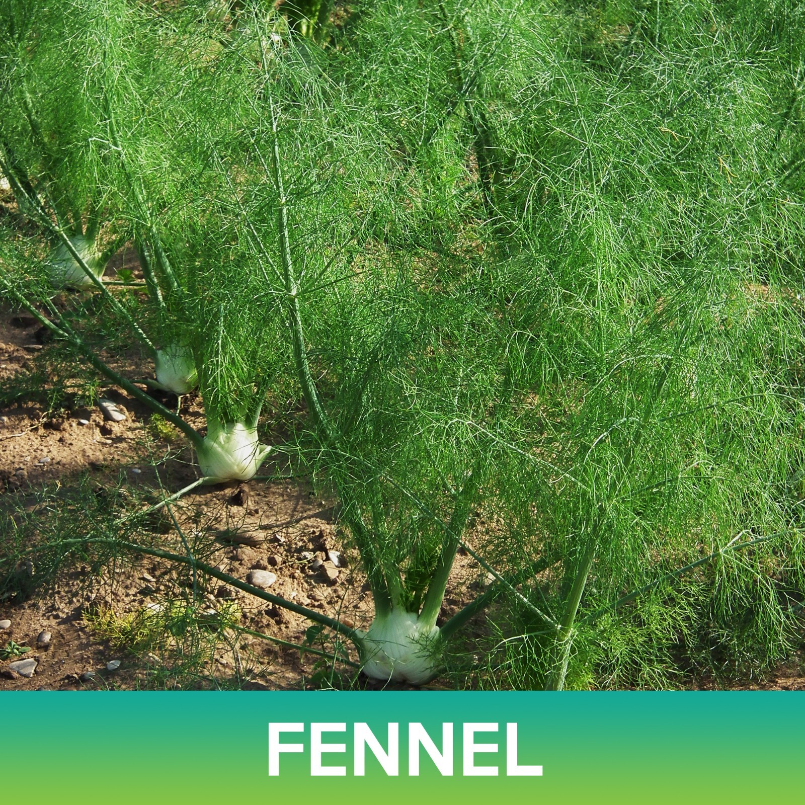 Fennel Seeds, Foeniculum vulgare