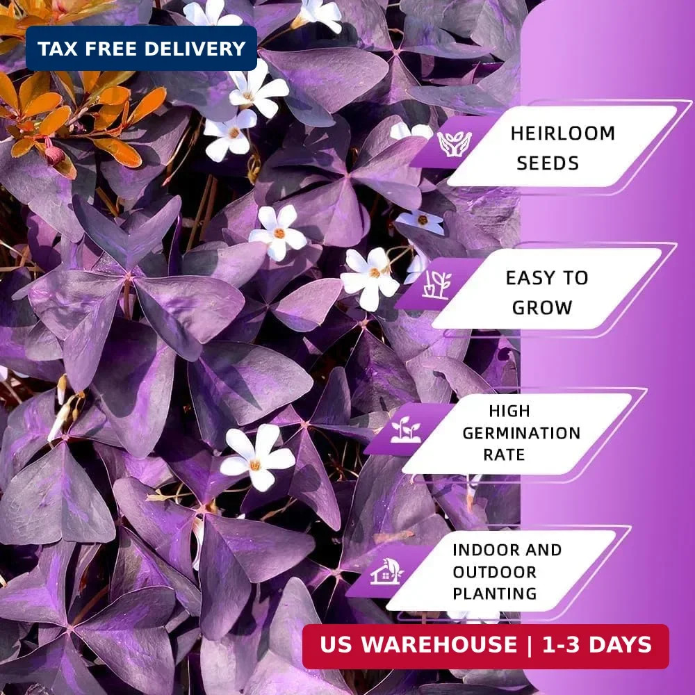 Purple Shamrock Bulbs 12 Pcs Good Luck Purple Oxalis Bulbs for Planting Indoor a