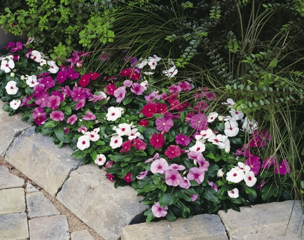 – Seeds Periwinkle Madagascar Vinca Rosea Mix Balcony Perennail Garden Pots F…