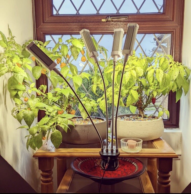 Random Bonchi Pepper Bonsai Plant Seeds “Ten Seeds” Habanero Reaper Ghost
