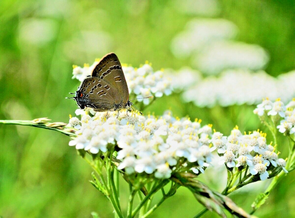 1001+WHITE YARROW Flower Seed Milfoil Perennial Native Wildflower Medicinal Herb