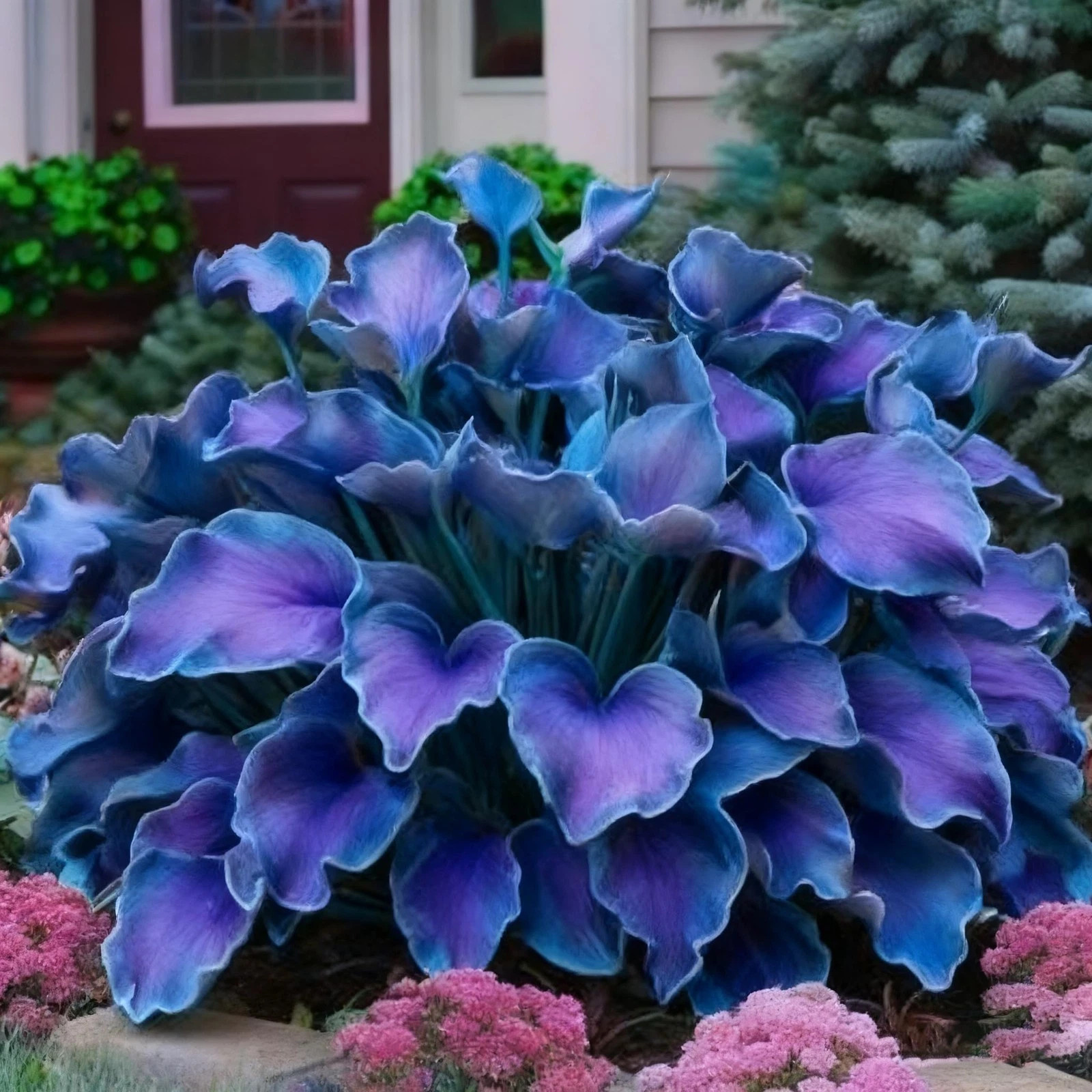 Hosta Seeds for Planting, 290+ Mixed Color Perennial Seed, Mix