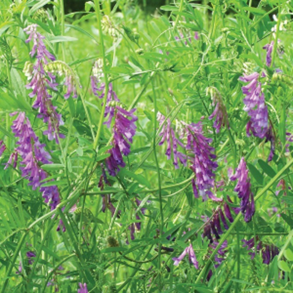 Hairy Vetch Seeds for Wildlife Food Plots & Cover Crop 1/4 pound