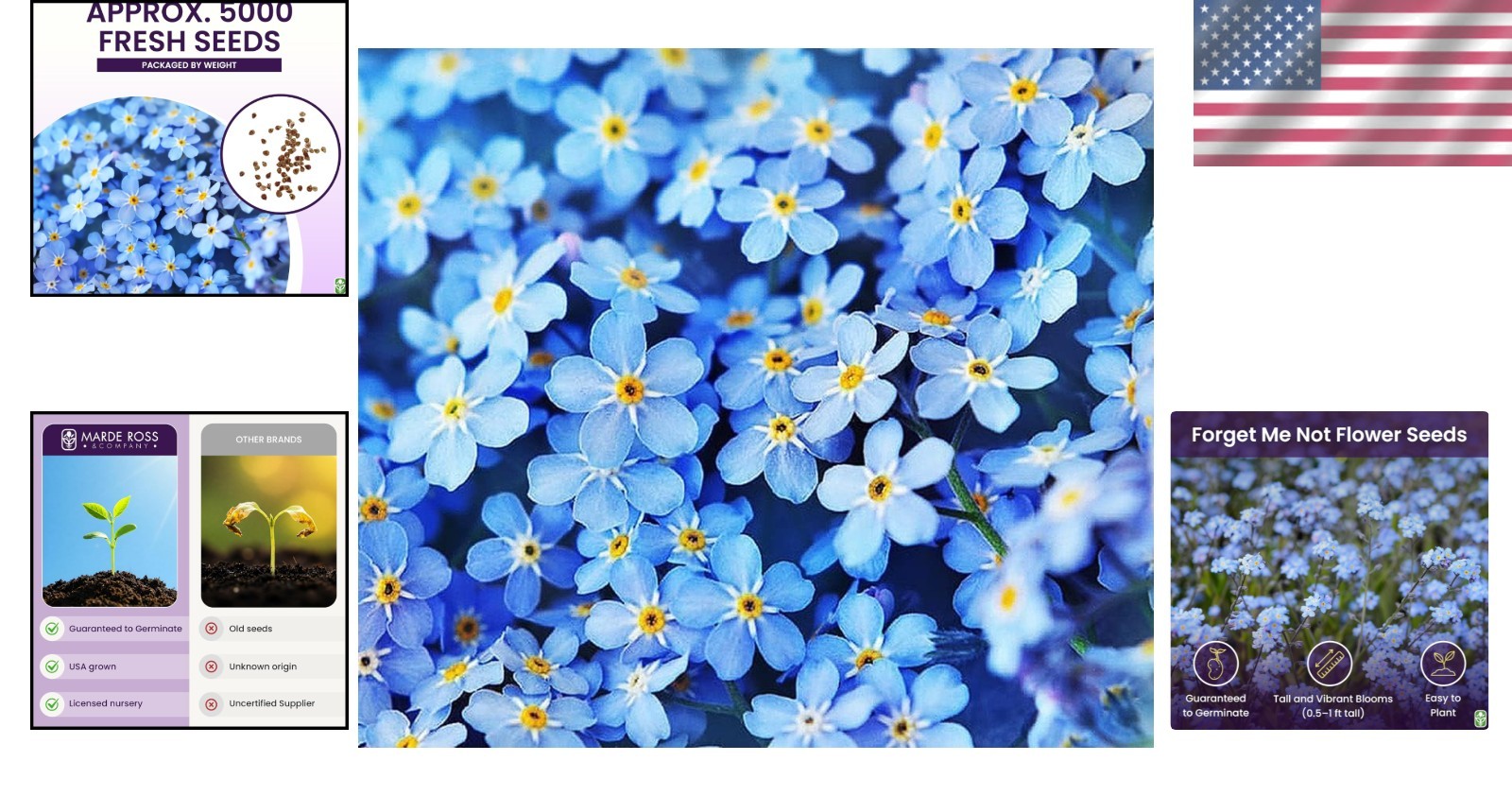 GMO-Free Forget Me Not Seeds – 5000 Pack Perfect for Spring and Summer Blooms