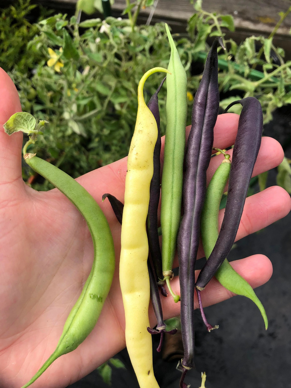 3 Colors Mix Bean Seeds (Mardi Gras Blend) | Purple, Yellow, Green Tricolor 2024