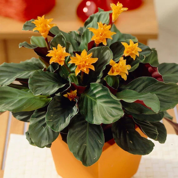 25+ Eternal Flame Calathea Seeds for Garden Planting – USA – FREE SHIPPING!