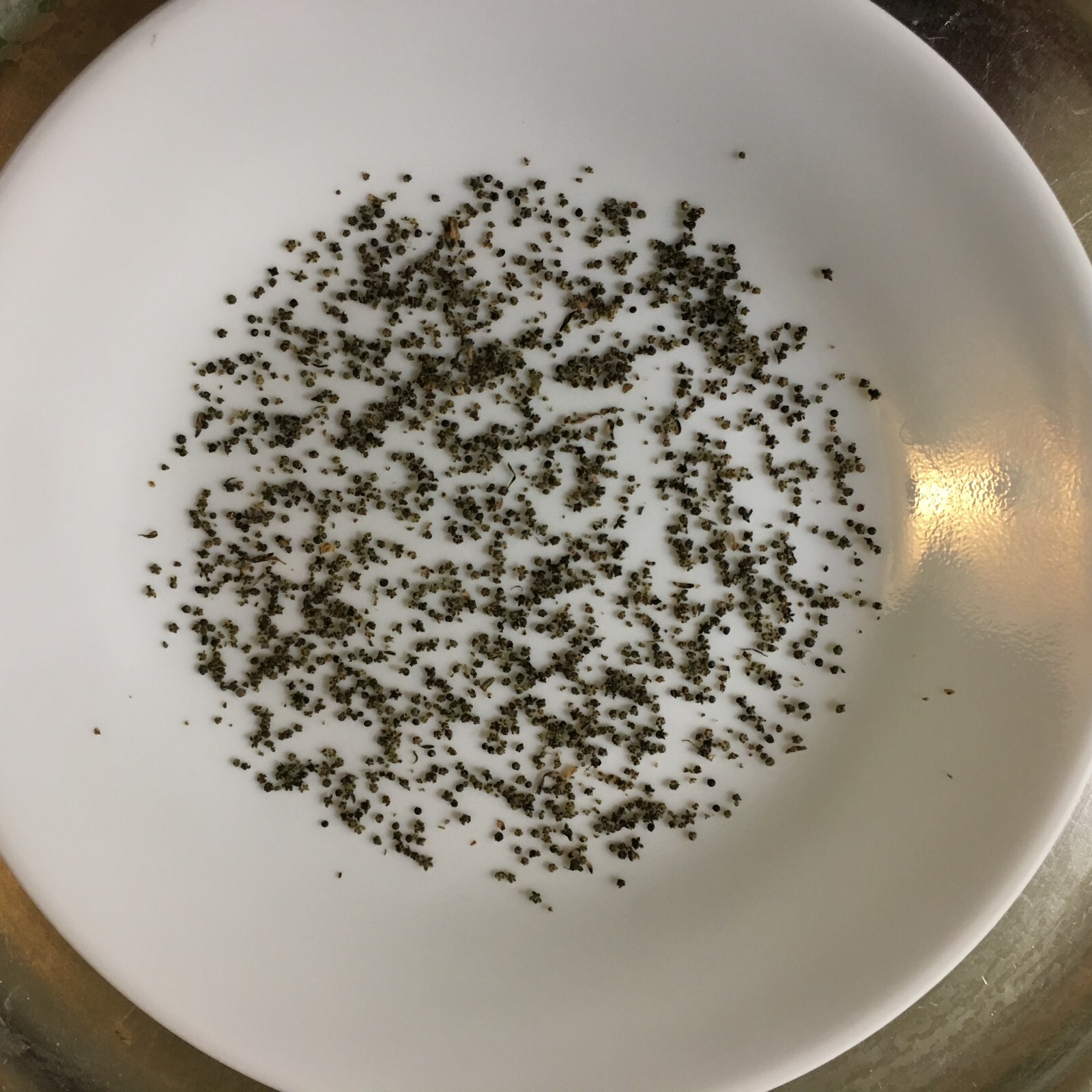 Organic Lambs Quarter, 250+++ Seeds, Harvested Nov ’22 (Chenopodium Album) 