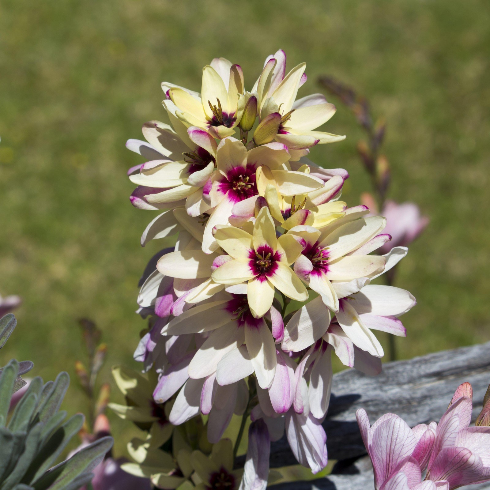 Ixia Magic Wand Mix 80 Bulbs, Spring to Summer Flowering Colorful Blooms in Sun