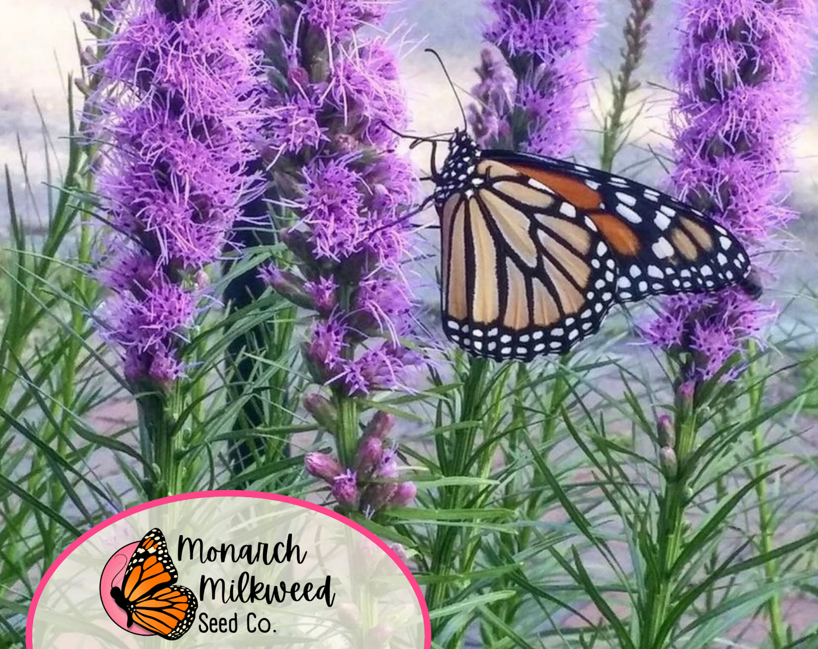 550+ Blazing Star Prairie Seeds | Native Wildflower Garden Seed for Pollinators