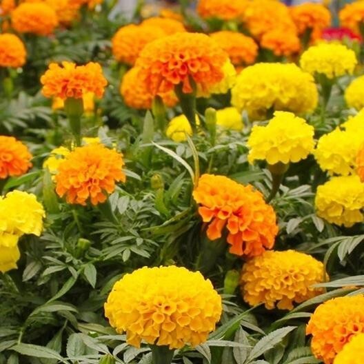 75+ Giant Crackerjack Mix Marigold seeds