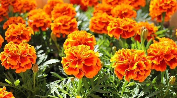 100 SPARKY FRENCH MARIGOLD SEED MIX | SALE FREE SHIPPING NON GMO BUTTERFLIES