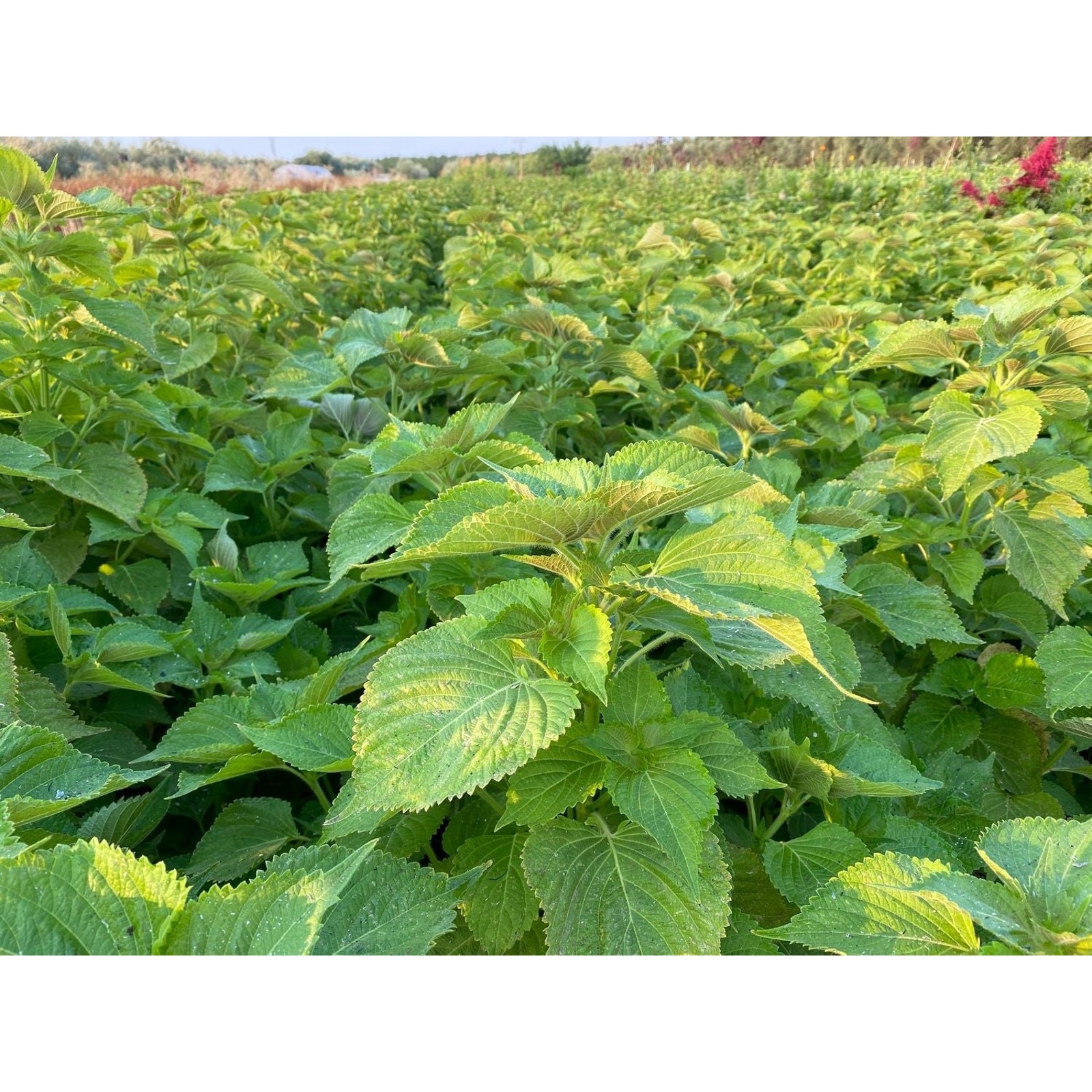 Korean Perilla Shiso Seeds Non GMO Heirloom Kaennip Sesame Beefsteak Leaf