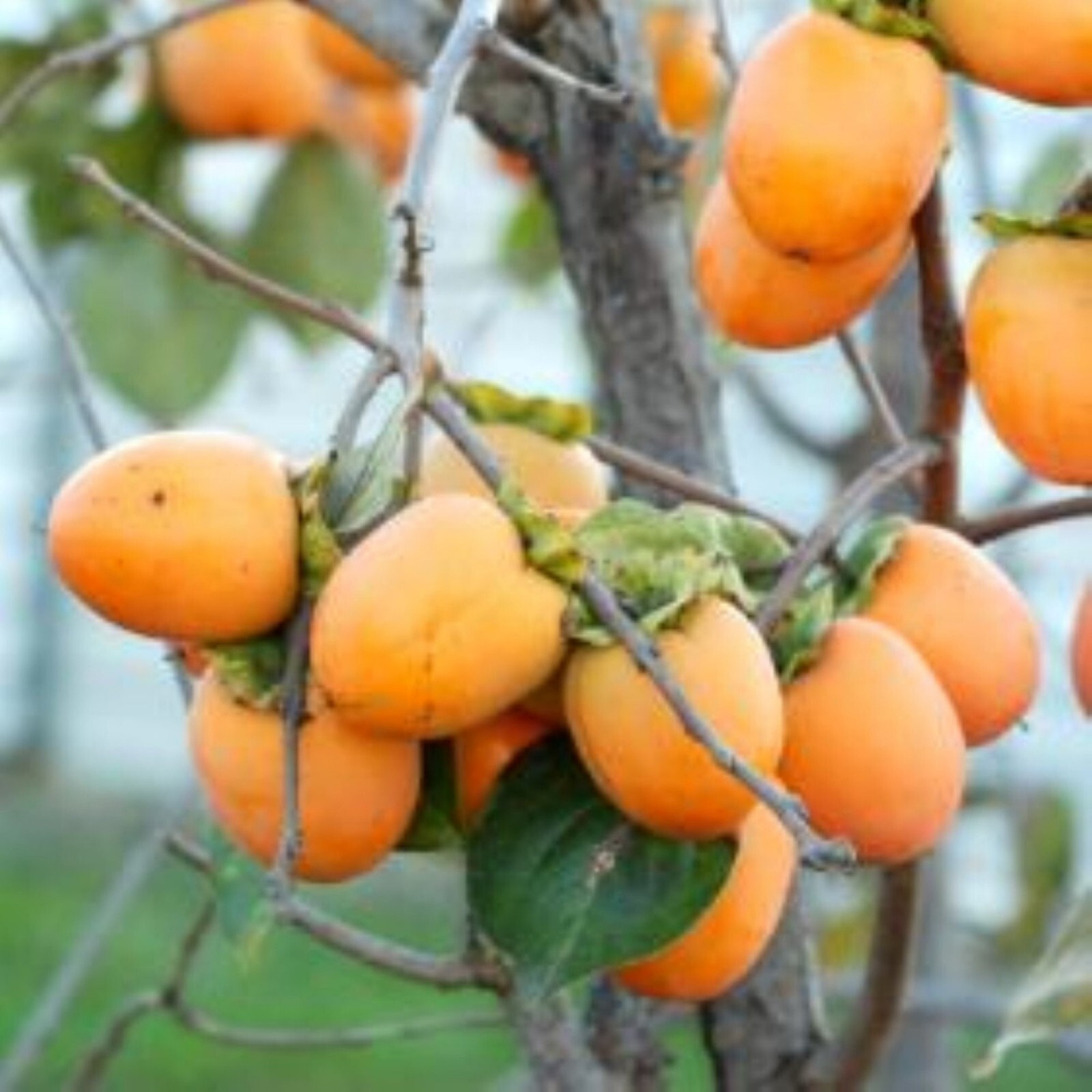 Saijo Asian Persimmon, grafted, 12-18 inches tall live tree plant