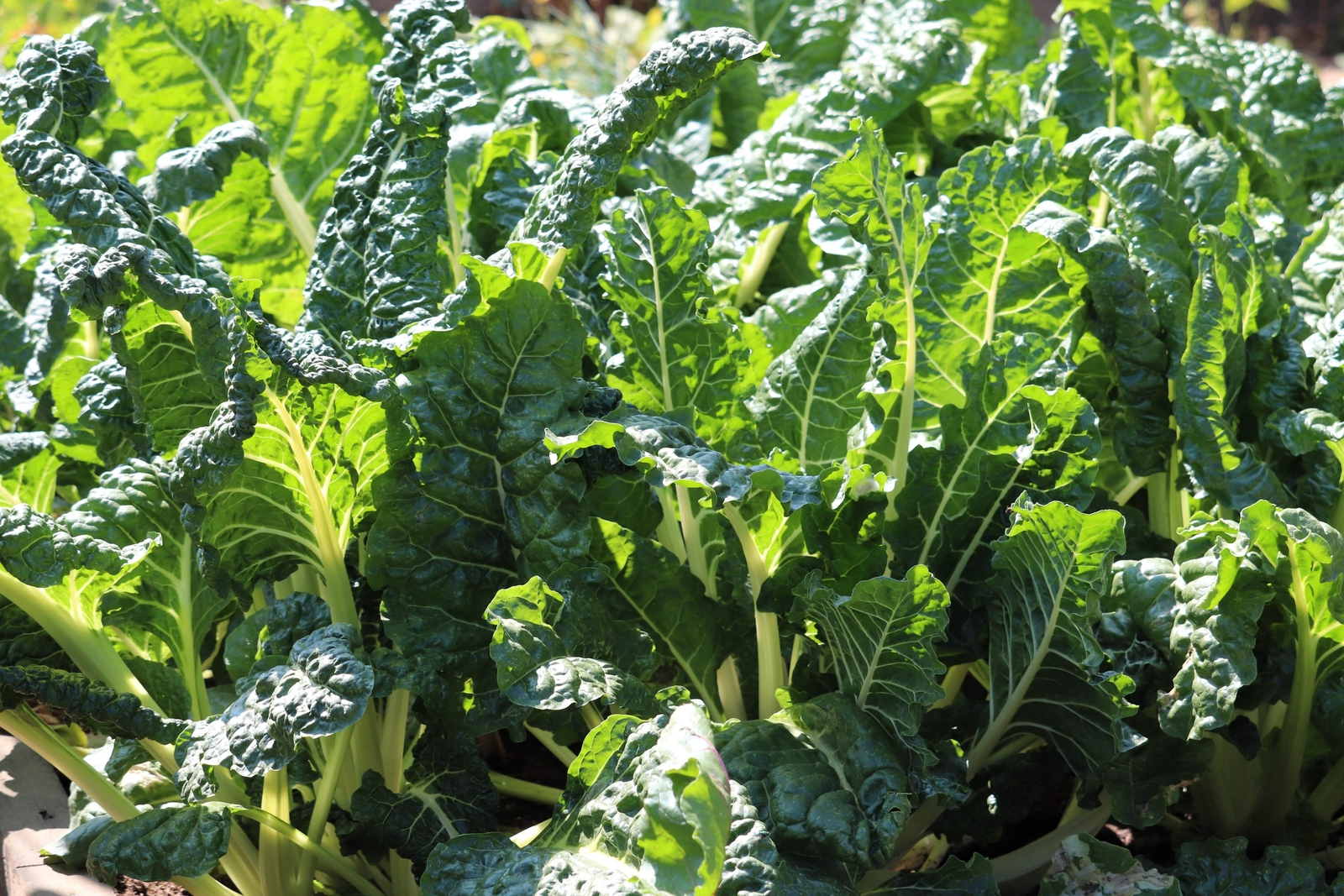 300 Fordhook GIANT SWISS CHARD Perpetual Spinach Beta Vulgaris Vegetable Seeds