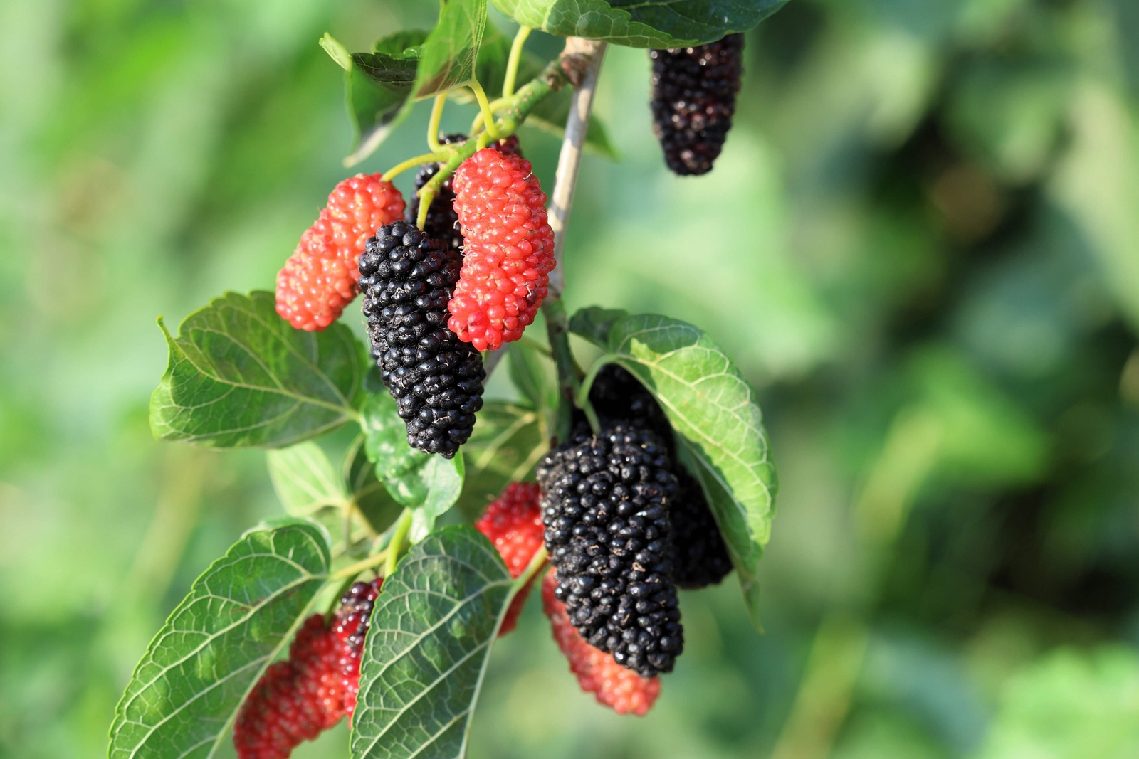 15 MULBERRY Tree Bush Morus Rubra Red Berry Fruit Seeds *Flat S/H