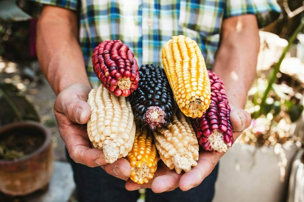 Exotic Maize Mix 30 Seeds to Plant Blue Red White Yellow Colors