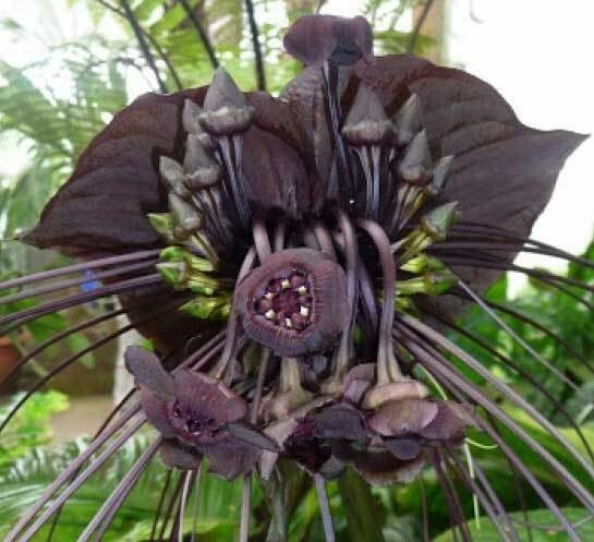Tacca chantrieri | Bat Flower | Cats Whiskers | Devil Flower | 20_Seeds