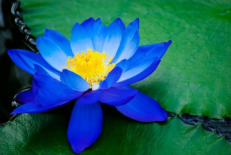 5 Bright Blue Lotus Seeds Nelumbo nucifera Flowering Blooms Hardy Tropical 941