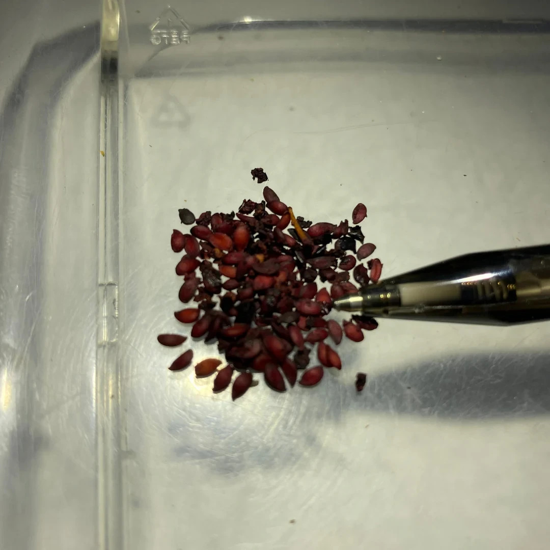 30 seeds Aronia Red Chokeberry Free Shipping & Tracking