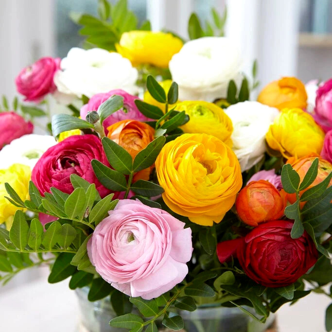 Ranunculus Flower Bulbs Quality 15 Red Corms Peony Rose Wedding Bouquet Flowers