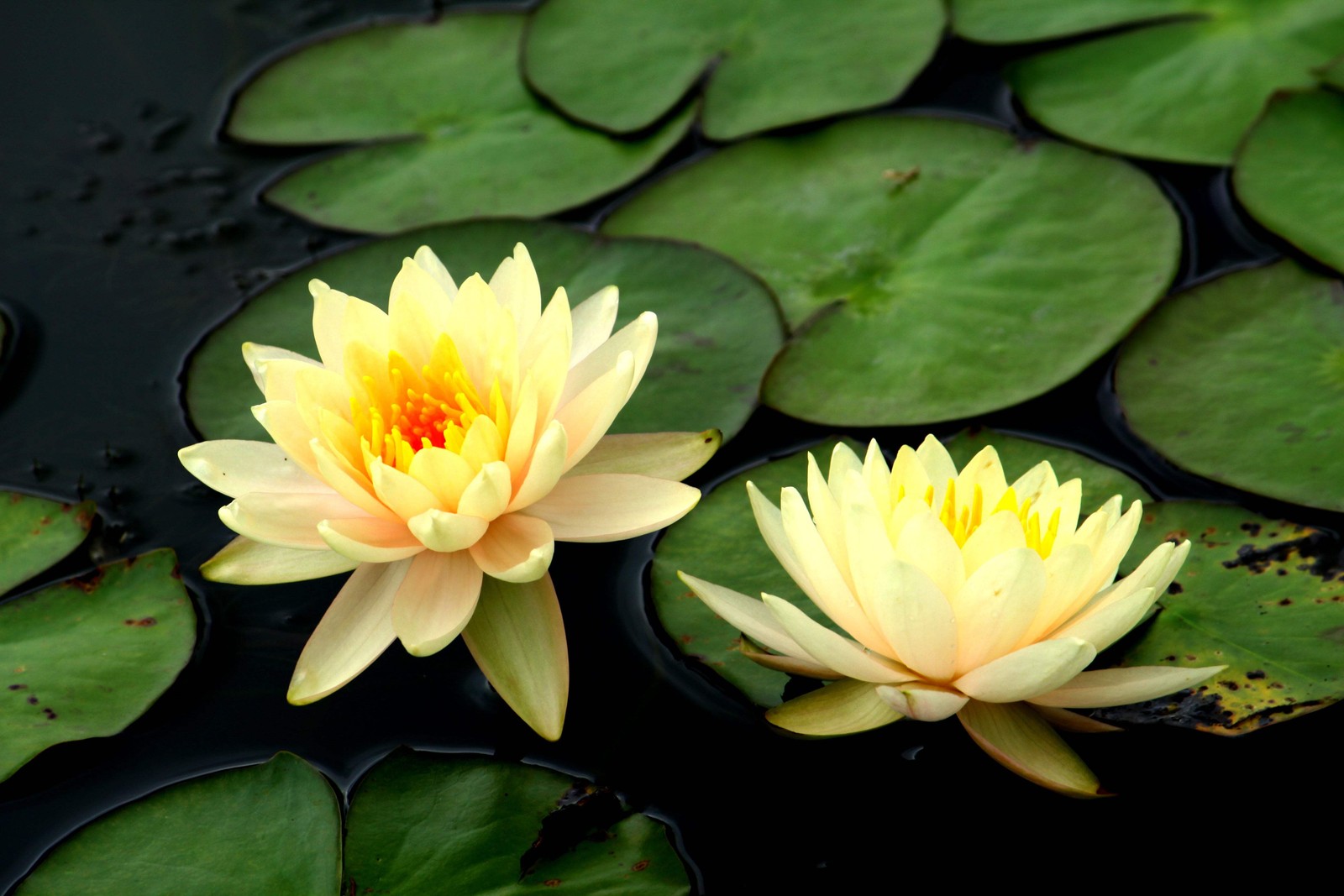3 Organic Mixed Colors LOTUS Nelumbo Pond Water Lily Lilypad Blue Flower Seeds