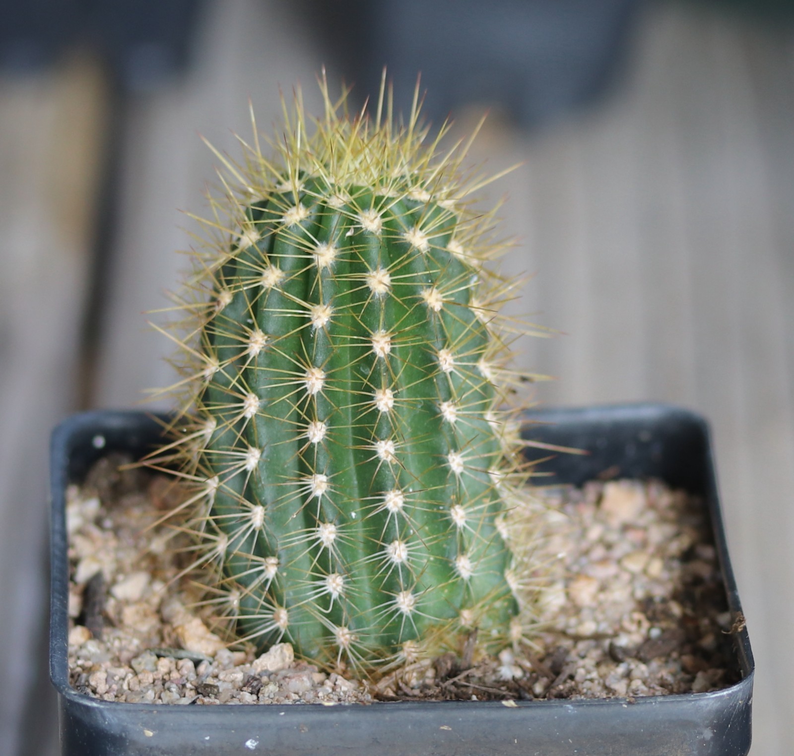 Tricho hybrid ‘Sweet Aloha’