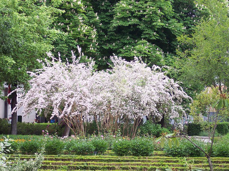 Beauty Bush, Kolkwitzia amabilis, Shrub Seeds (Showy, Hardy)